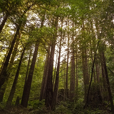 Il parco nazionale di Redwood in California