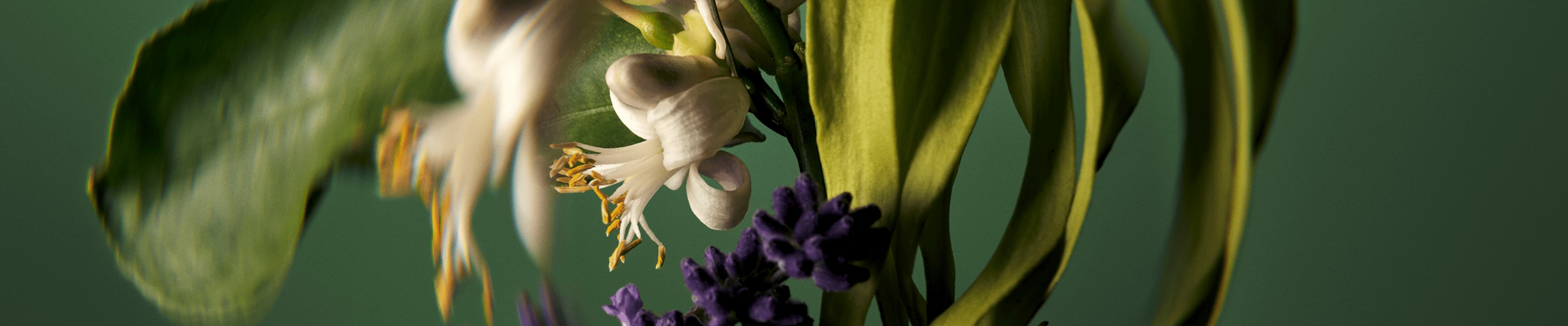 A signature Pure-fume™ aroma that wraps your senses in pure bliss with 25 pure flower and plant essences.
