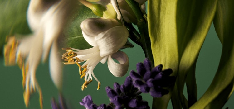 A signature Pure-fume™ aroma that wraps your senses in pure bliss with 25 pure flower and plant essences.