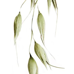 AVENA SATIVA (OAT) BRAN EXTRACT