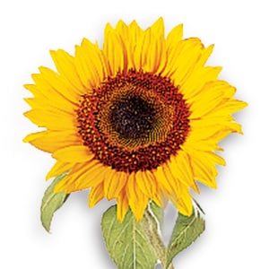 HELIANTHUS ANNUUS (SUNFLOWER) SEED OIL